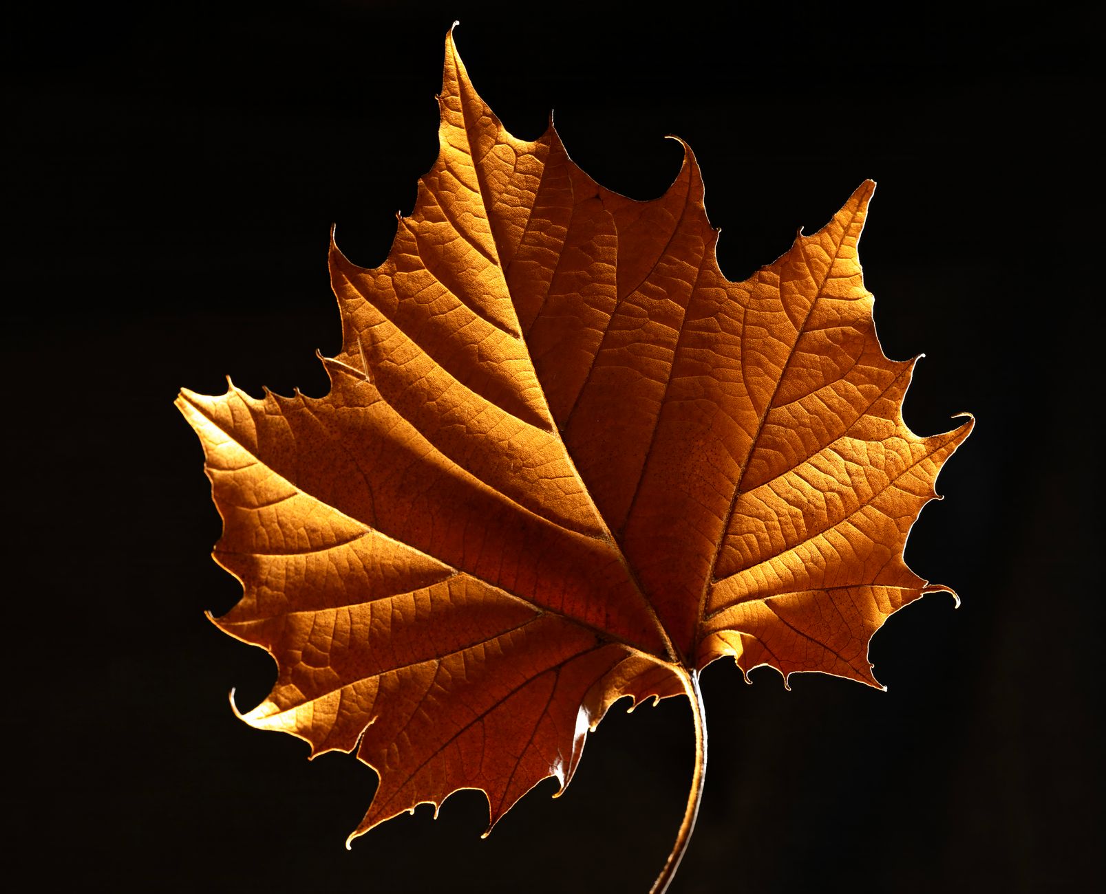 Close-up of a golden-brown maple leaf against a dark background, highlighting its texture and details.