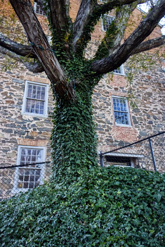 A tree covered in green ivy with a stone wall and windows in the background.